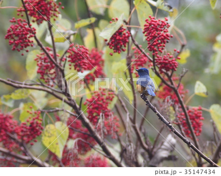 チャバラオオルリ チャバラオオルリ 35147434