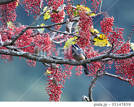 ミミジロチメドリ 35147659