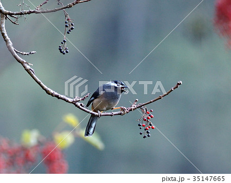 ミミジロチメドリ 35147665