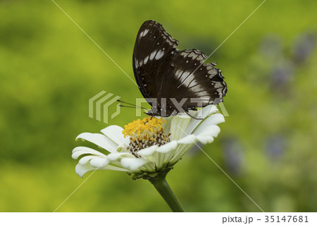 Great Eggfly butterfly on white flower 35147681