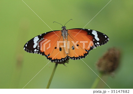 Plain Tiger butterfly on green garden background 35147682