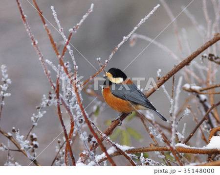 ヤマガラ 35148000