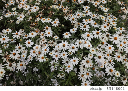 マーガレット マーガレット 35148001