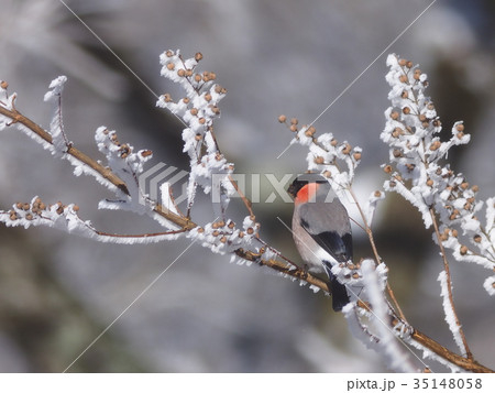 ウソ ウソ 35148058