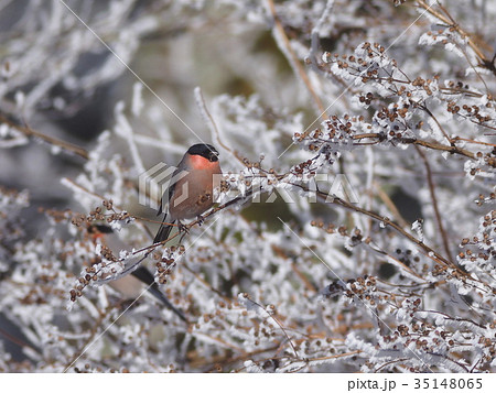 ウソ ウソ 35148065