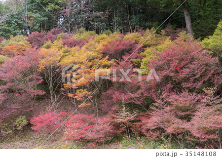 神戸市立森林植物園 ドウダンツツジの紅葉 神戸市立森林植物園 ドウダンツツジの紅葉 35148108