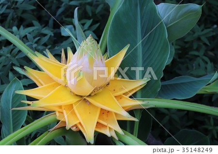 ムセラ・ラシオカルパ 35148249