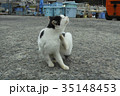 田代島の猫 35148453