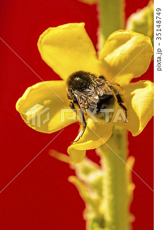 Great mullein medicinal plant Great mullein medicinal plant 35148749