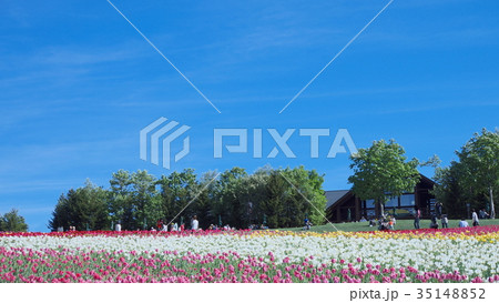 滝野すずらん公園のお花畑 滝野すずらん公園のお花畑 35148852