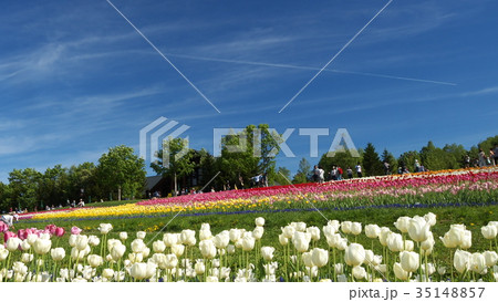 滝野すずらん公園のお花畑 滝野すずらん公園のお花畑 35148857