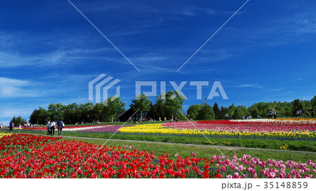 滝野すずらん公園のお花畑 滝野すずらん公園のお花畑 35148859