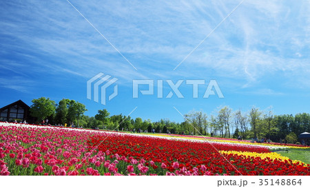 滝野すずらん公園のお花畑 滝野すずらん公園のお花畑 35148864