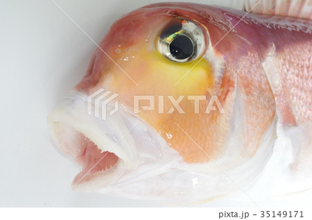 アカアマダイ　頭部俯瞰　白身が淡白な味わいの高級魚 35149171