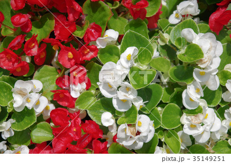 インパチェンス(セミダブル) インパチェンス(セミダブル) 35149251