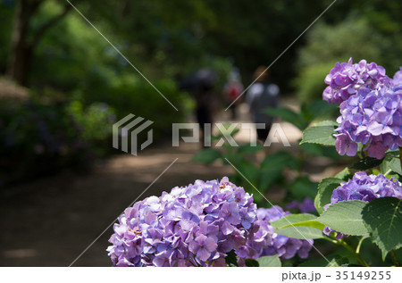 あじさい 35149255