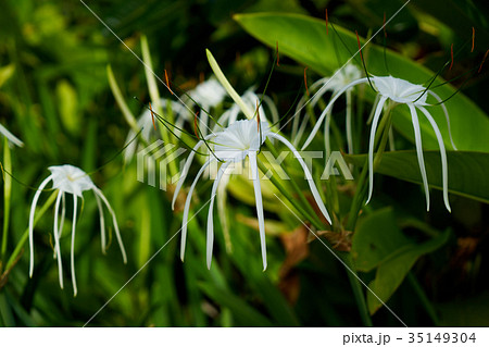 花 皮脂 リゾート 35149304