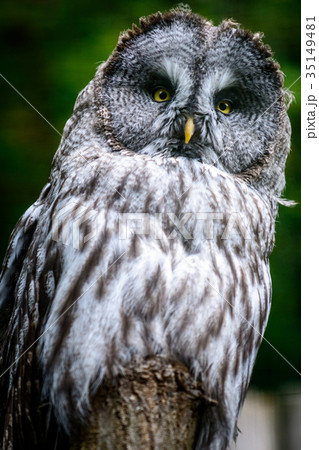 Looking Ural owl 35149481