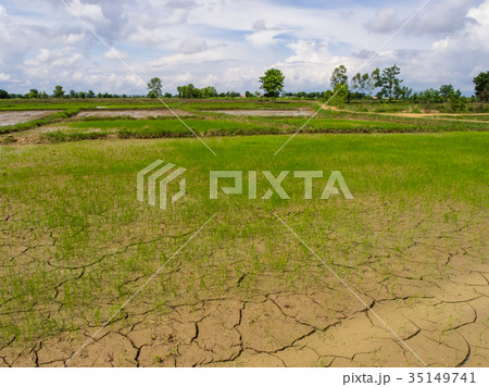 paddy rice in field 35149741