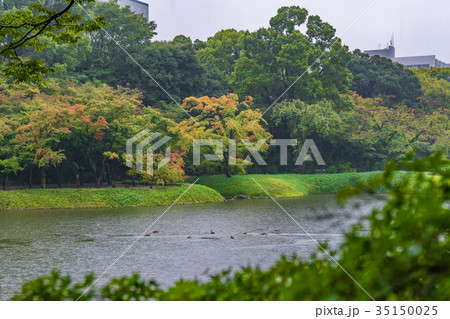 紅葉のはじまる、秋雨に濡れる小石川後楽園 紅葉のはじまる、秋雨に濡れる小石川後楽園 35150025