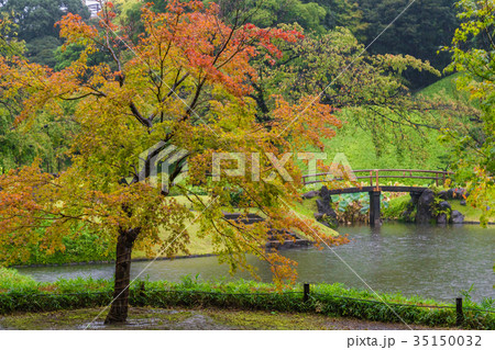 紅葉のはじまる、秋雨に濡れる小石川後楽園 紅葉のはじまる、秋雨に濡れる小石川後楽園 35150032