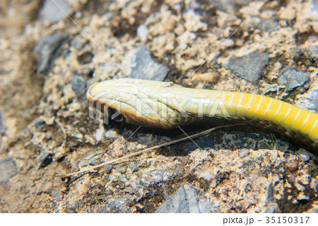 Snake lying dead on a cement floo 35150317