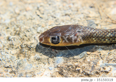 close up of Snake Head close up of Snake Head 35150319