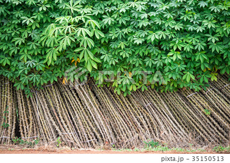 heap of tapioca cassava tree for agriculture prepair 35150513