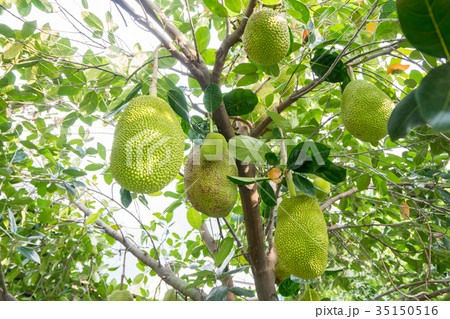lots of jackfruit on the tree 35150516