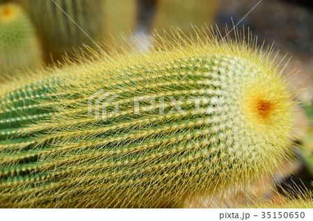 サボテン 和名 キンコウマル の写真素材