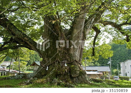 野間の大けやき 野間の大けやき 35150859