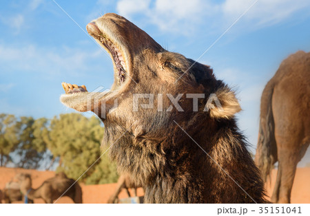 Camel in Erg Chebbi Sand dunes near Merzouga 35151041