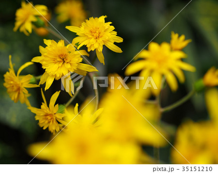 つわぶきの花 つわぶきの花 35151210