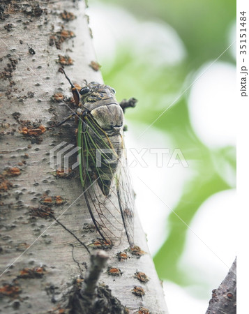 クマゼミ 35151484