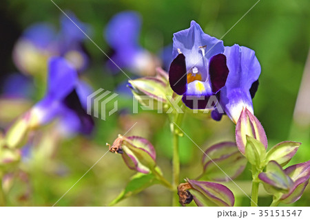 トレニア 35151547