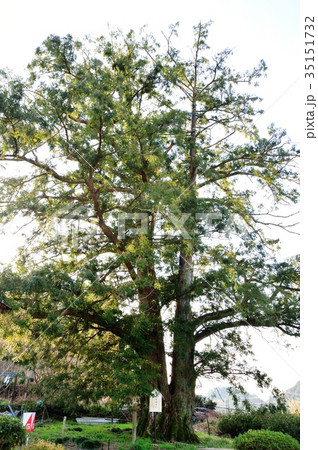 万年寺のカヤ 35151732