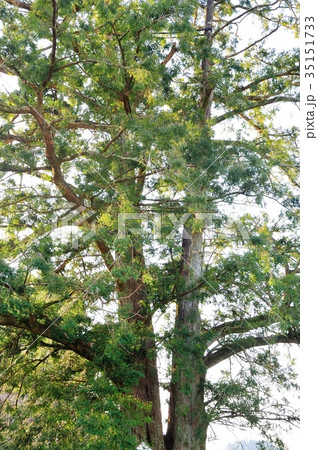 万年寺のカヤ 35151733