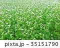 そばの花畑 35151790