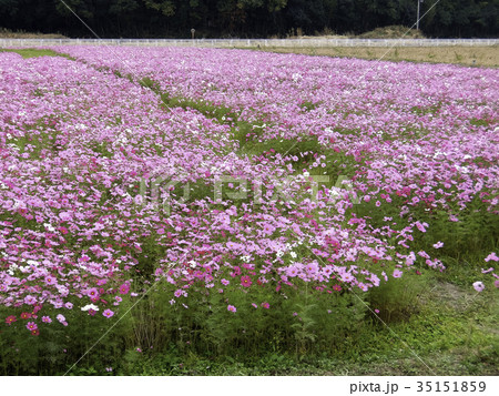 一面に咲く秋桜 一面に咲く秋桜 35151859