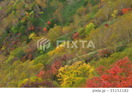 紅葉の山肌 足尾、奥日光社山南斜面 紅葉の山肌 足尾、奥日光社山南斜面 35152182