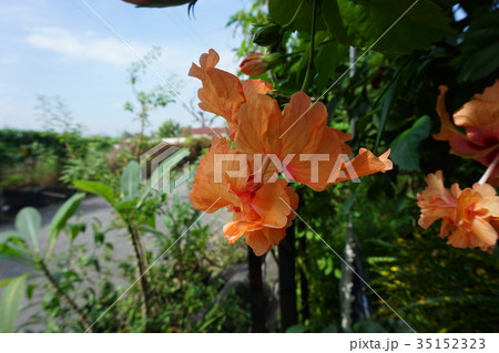花 フラワー お花 35152323