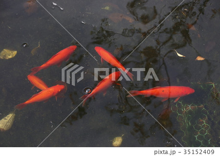 池で飼われている金魚 小赤 の写真素材