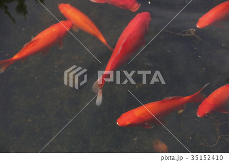 池で飼われている金魚 小赤 の写真素材