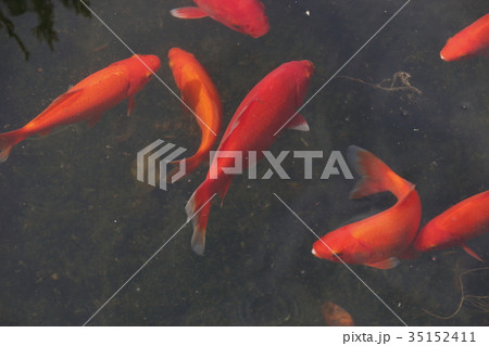 池で飼われている金魚 小赤 の写真素材