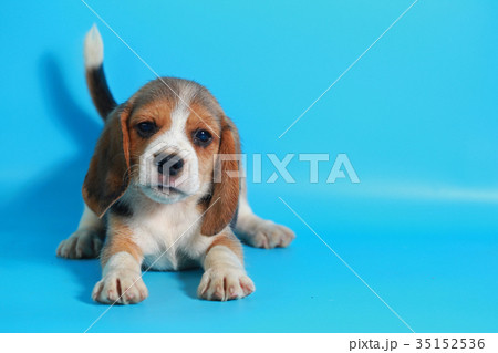 2 month pure breed beagle Puppy  35152536
