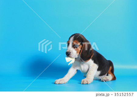 2 month pure breed beagle Puppy  35152557