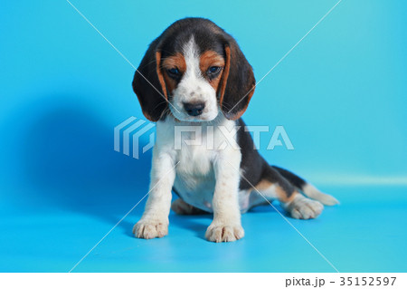 2 month pure breed beagle Puppy  35152597