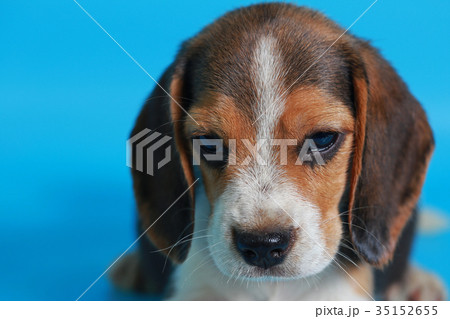 2 month pure breed beagle Puppy  35152655