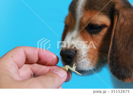 2 month pure breed beagle Puppy 2 month pure breed beagle Puppy 35152675