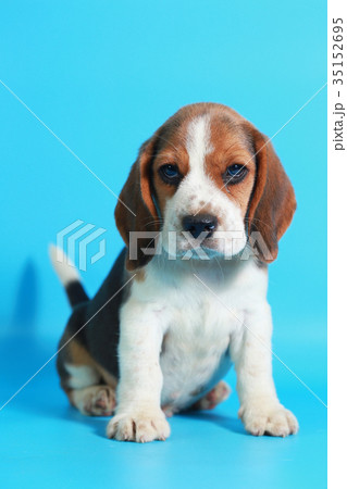 2 month pure breed beagle Puppy 2 month pure breed beagle Puppy 35152695